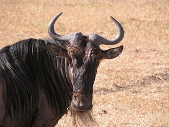 head of gnu